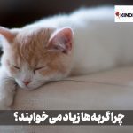 چرا گربه ها زیاد می خوابند