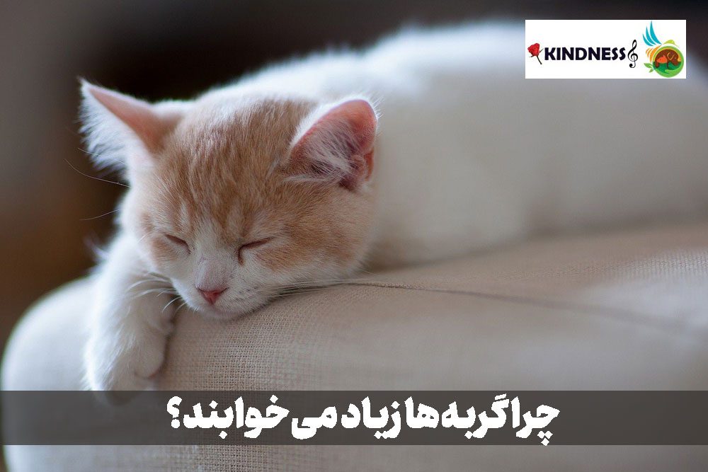 چرا گربه ها زیاد می خوابند