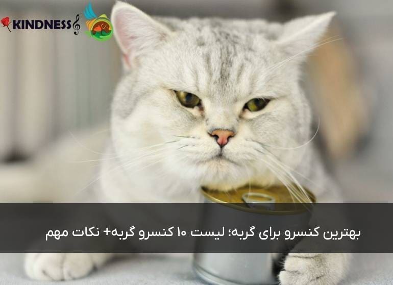 بهترین کنسرو برای گربه؛ لیست 10 کنسرو گربه+ نکات مهم