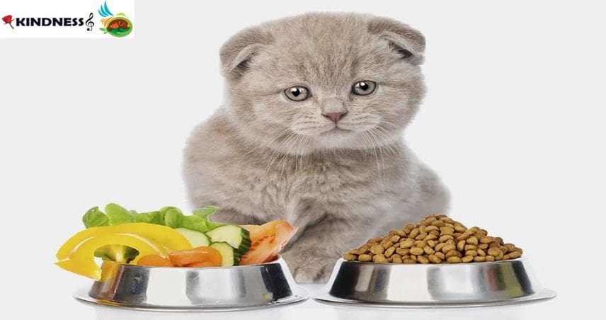 انواع غذای بچه گربه