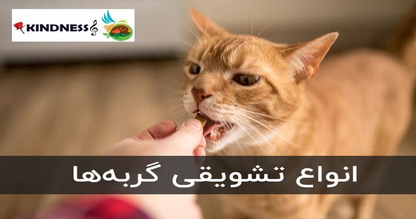 انواع تشویقی گربه