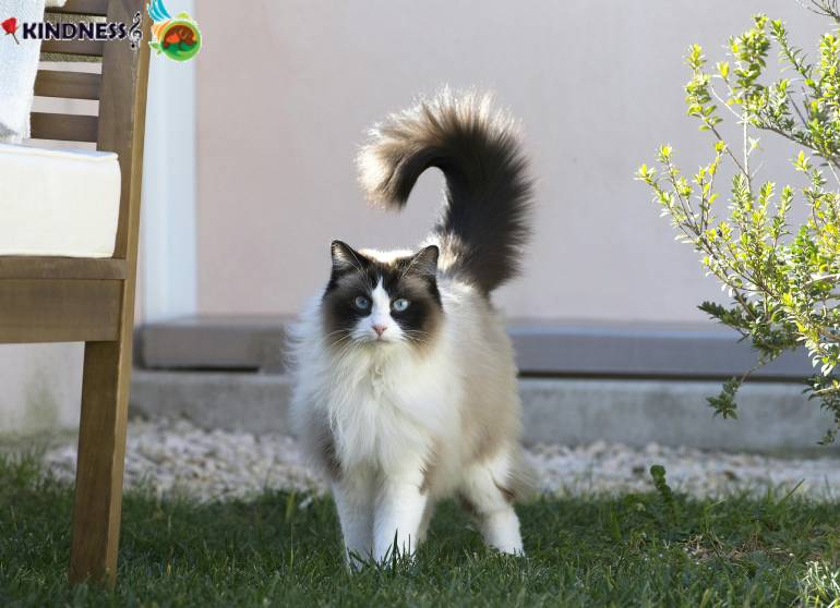 تاریخچه نژاد گربه رگدال ragdoll