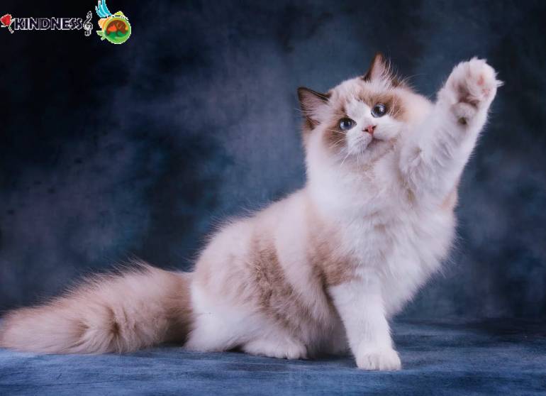 شخصیت گربه رگدال ragdoll