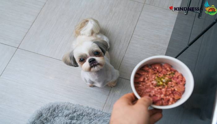 6 نوع غذای سگ شیتزو خانگی + یک غذای بسته بندی