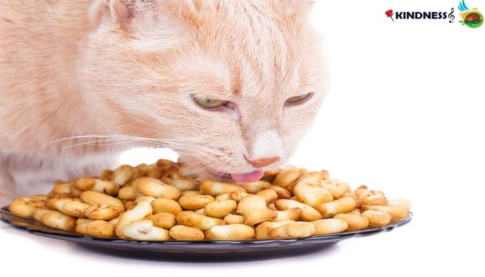 انواع غذای ممنوعه برای گربه و ویژگی هر کدام