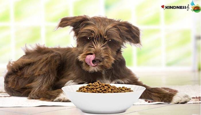 برنامه غذایی کنترل شده برای سگ پیر