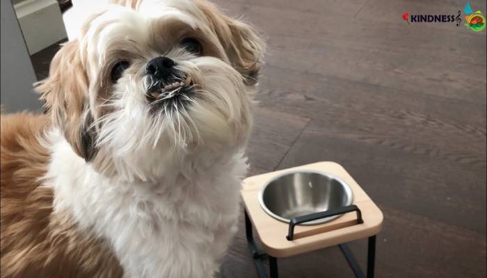 به شیتزو این خوراکی ها را ندهید