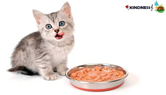 سن و میزان غذای گربه در طول روز