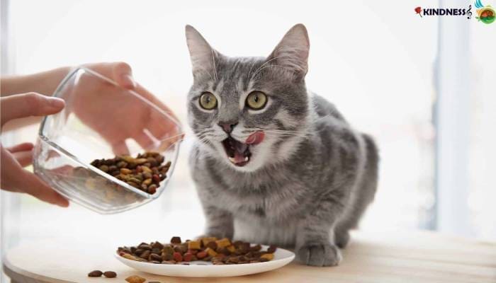 غذاهای جایگزین برای گربه کدام است؟