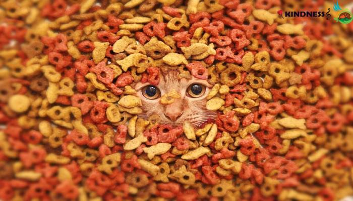 غذاهای کشنده برای گربه کدام است؟