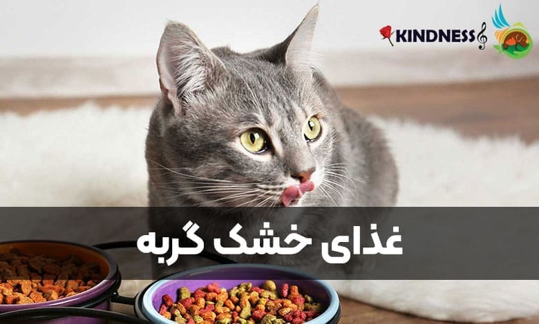 غذای خشک گربه