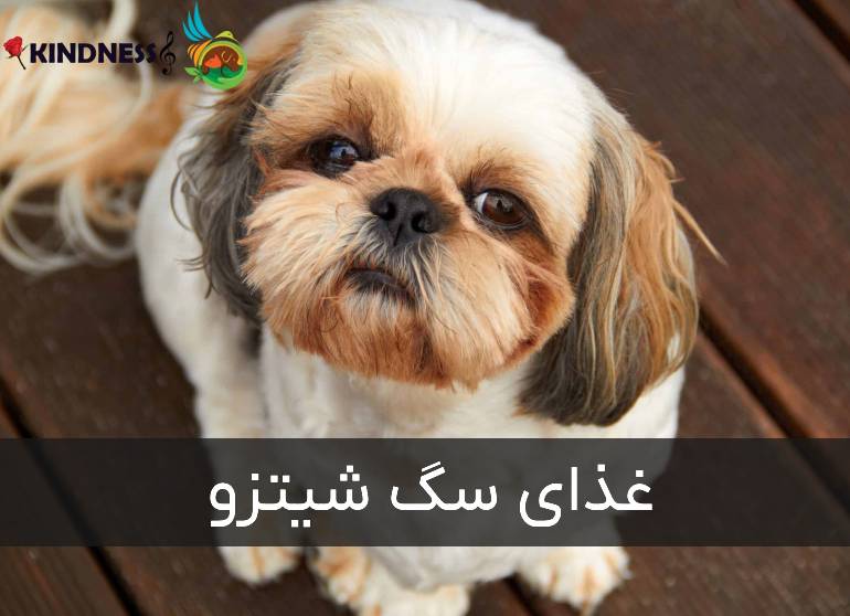 غذای سگ شیتزو