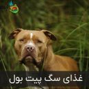غذای سگ پیت بول