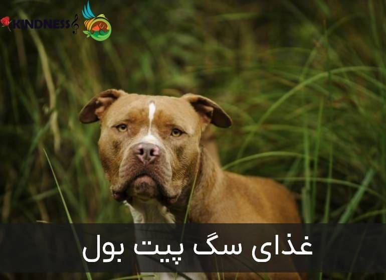 غذای سگ پیت بول