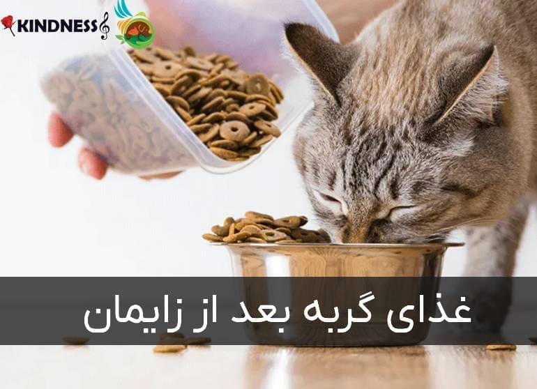 غذای گربه بعد از زایمان