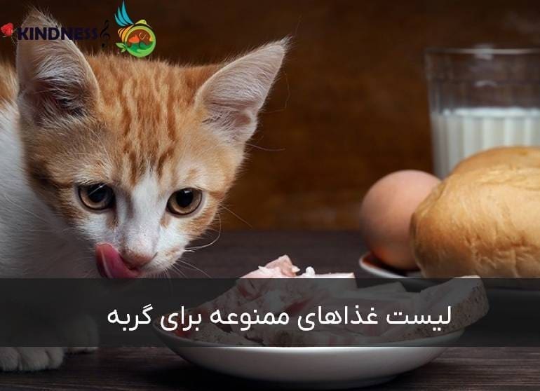 لیست غذاهای ممنوعه برای گربه