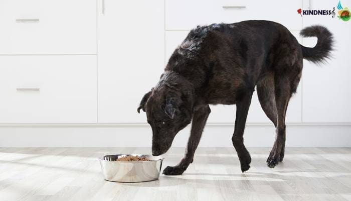 مقدار آنتی اکسیدان مورد نیاز برای سگ پیر