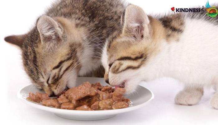 مکانی مناسب برای دسترسی دائم به غذا فراهم کنید