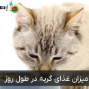 میزان غذای گربه در طول روز