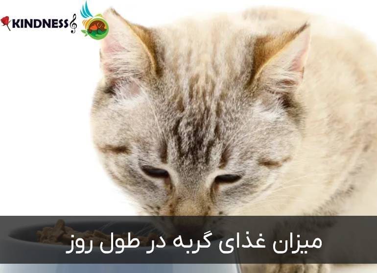 میزان غذای گربه در طول روز