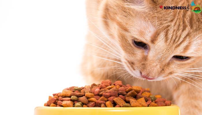 نژاد و میزان غذای گربه در طول روز