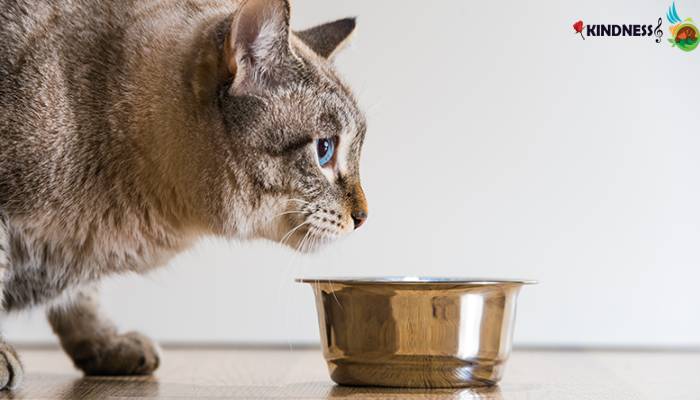 چند نکته درباره میزان غذای گربه در طول روز