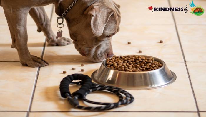 یک سری نکات مهم درباره ممنوعیت های غذایی پیت بول