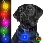 آویز قلاده سگ چراغ دار