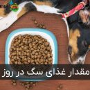 مقدار غذای سگ در روز براساس نژاد