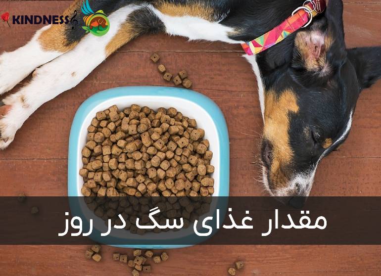 مقدار غذای سگ در روز براساس نژاد