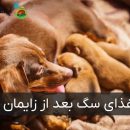 غذای سگ بعد از زایمان
