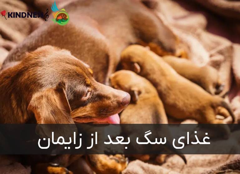 غذای سگ بعد از زایمان
