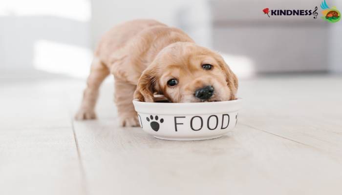 غذای سگ تازه متولد شده 