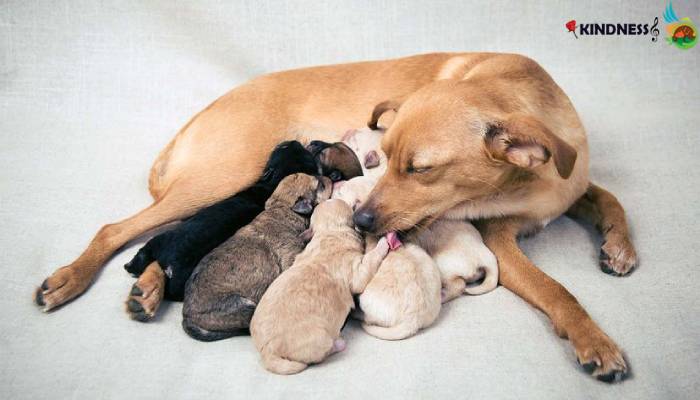 غذای سگ مادر بعد از زایمان