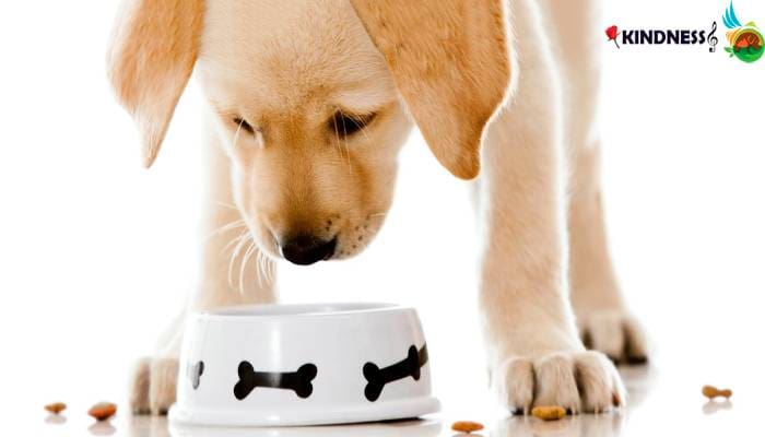 نکات اصولی بعد از زایمان سگ