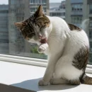 dog-vs-cat-cleaner