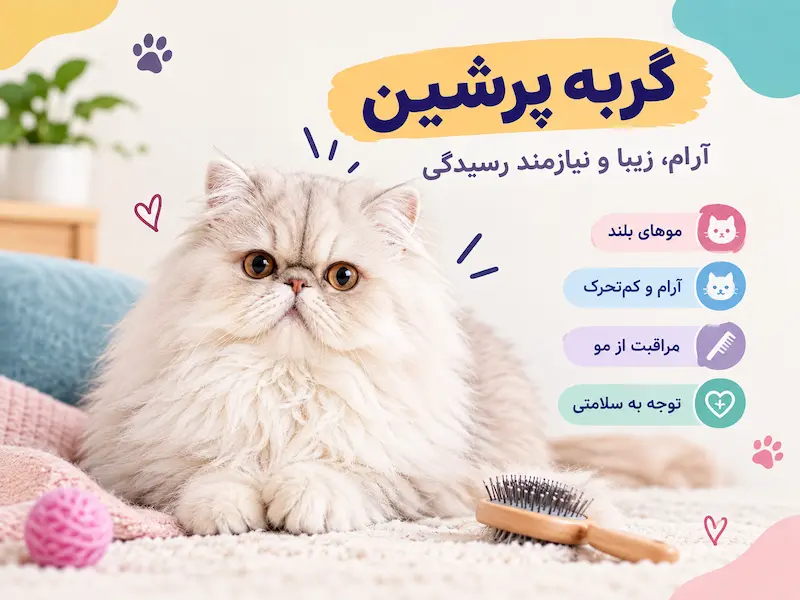 گربه پرشین