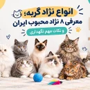 popular-cat-breeds-in-iran انواع نژاد محبوب گربه