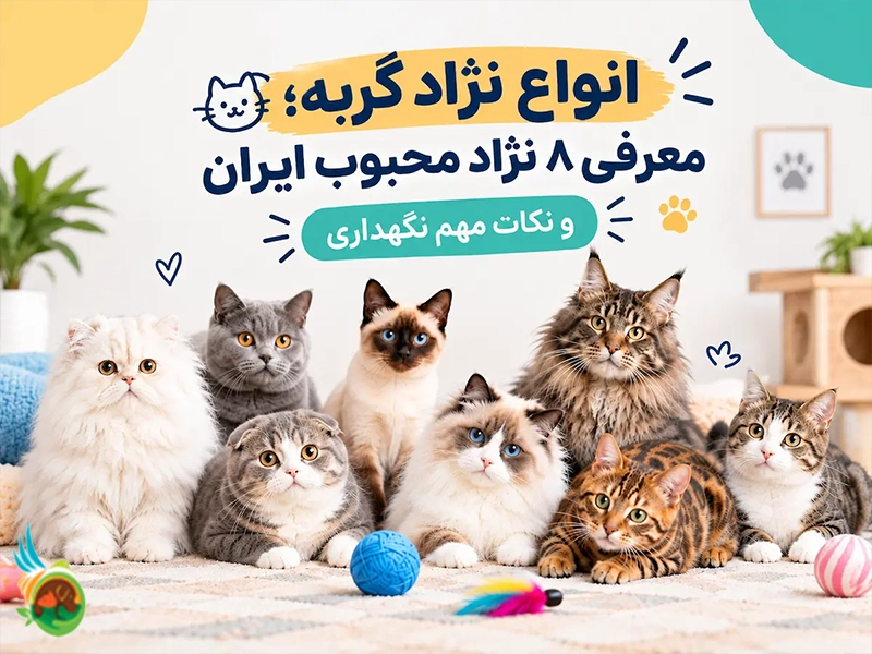 انواع نژاد محبوب گربه