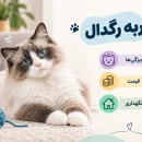 ragdoll-cat-guide گربه رگدال چیست؟