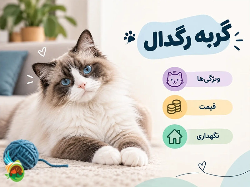 گربه رگدال چیست؟