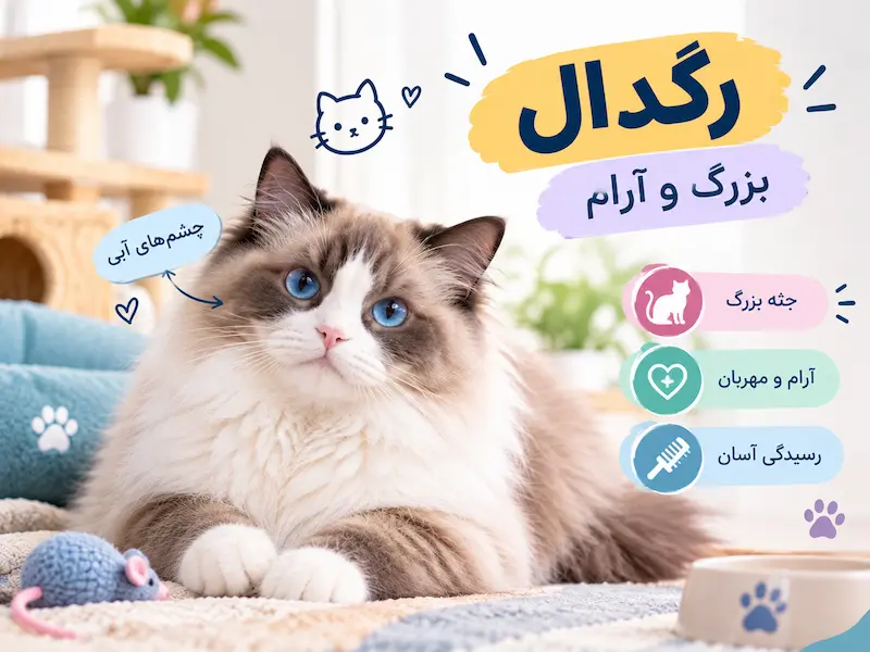 گربه رگدال