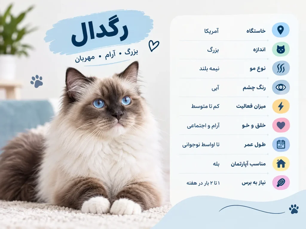 ویژگی های گربه رگدال
