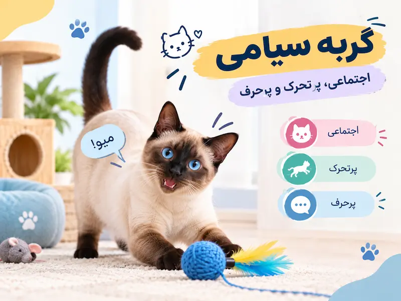 گربه سیامی